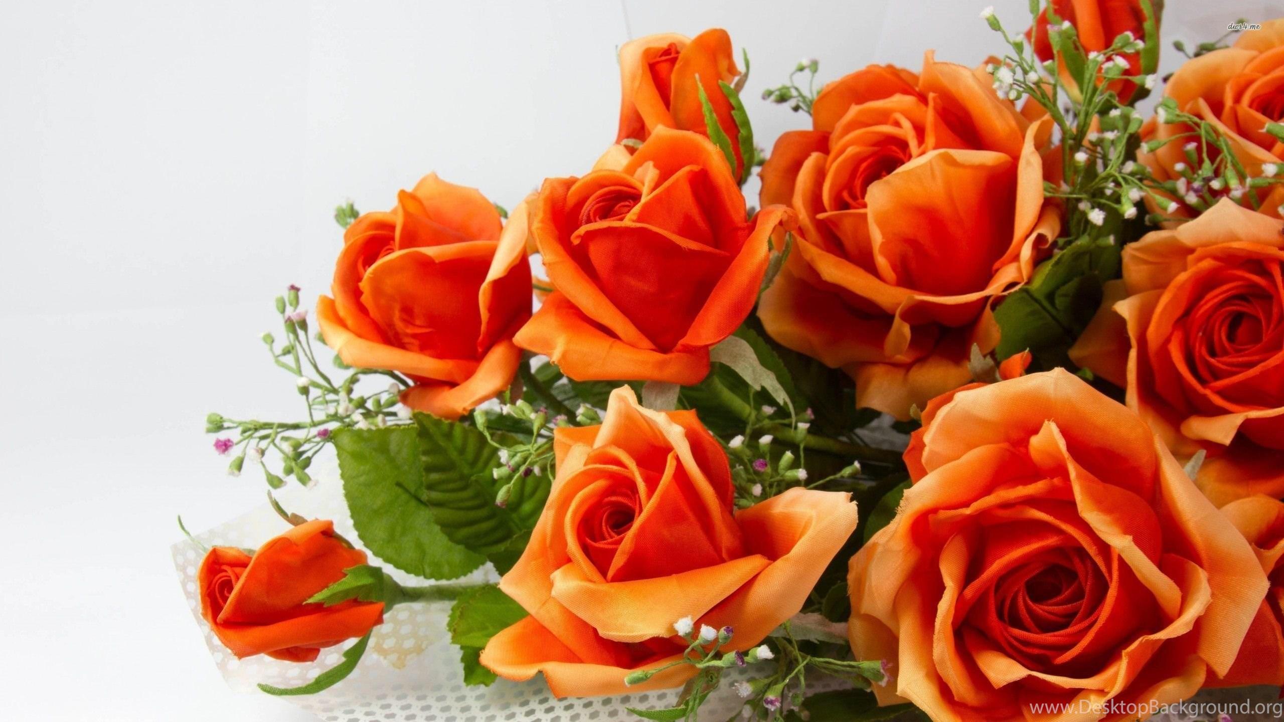 2560x1440 Orange Roses Wallpaper Flower Wallpaper Desktop Background