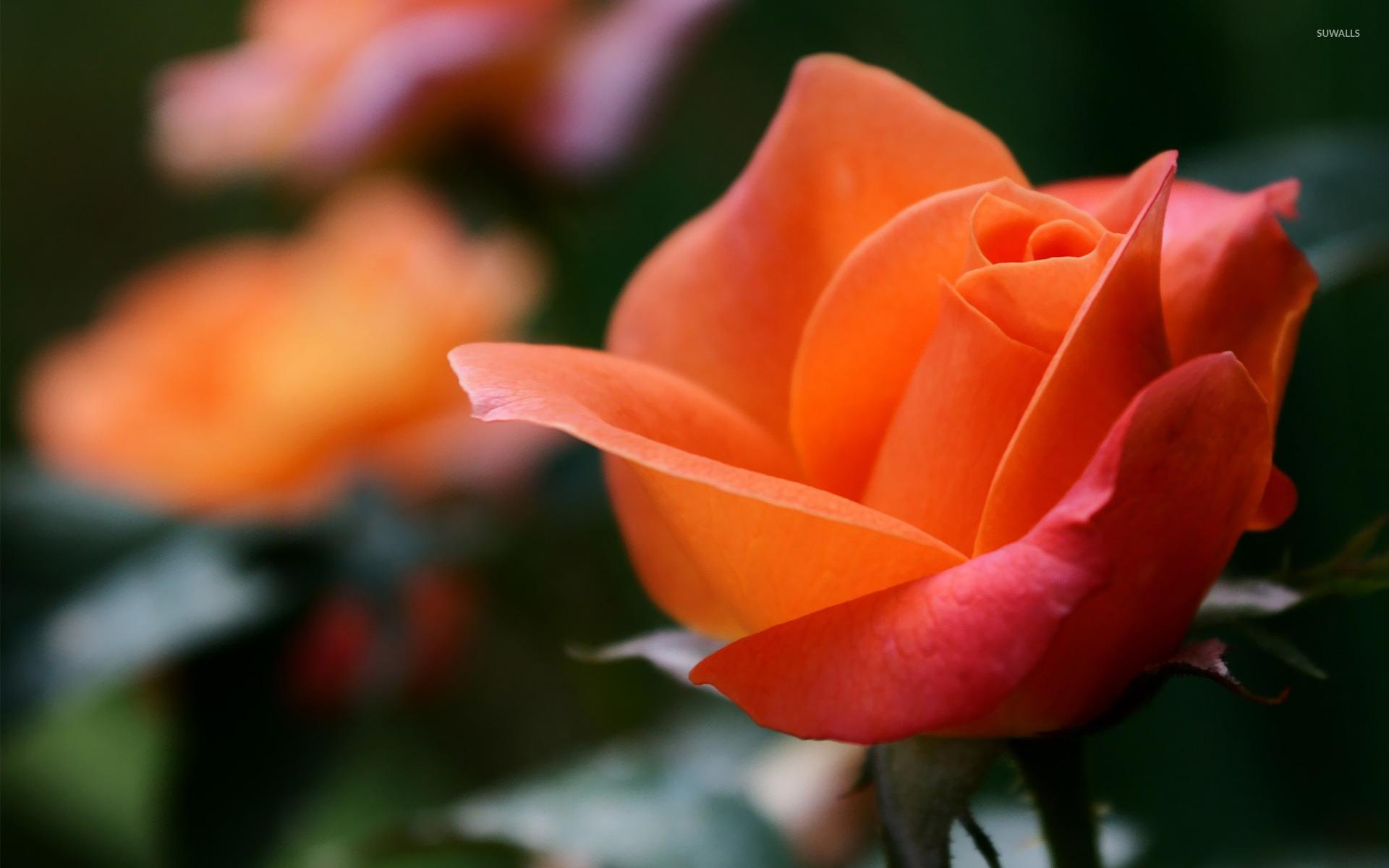Orange Rose Flower Wallpapers - Top Free Orange Rose Flower Backgrounds