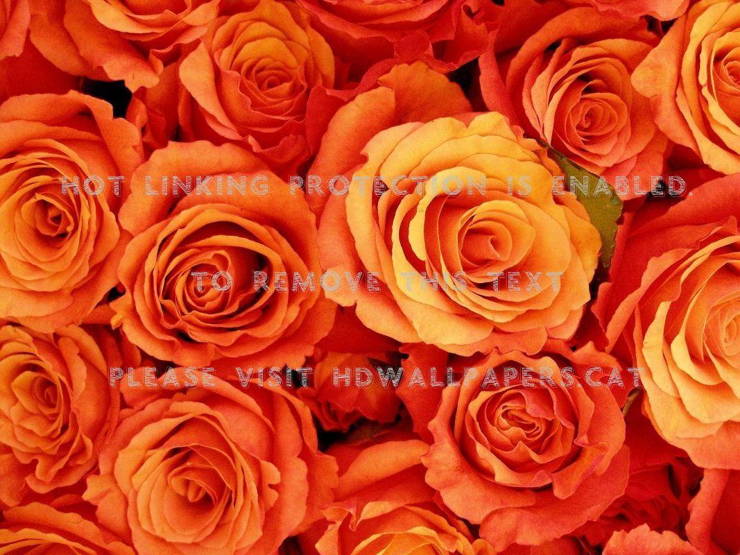 1067x800 orange roses flower beautiful nature