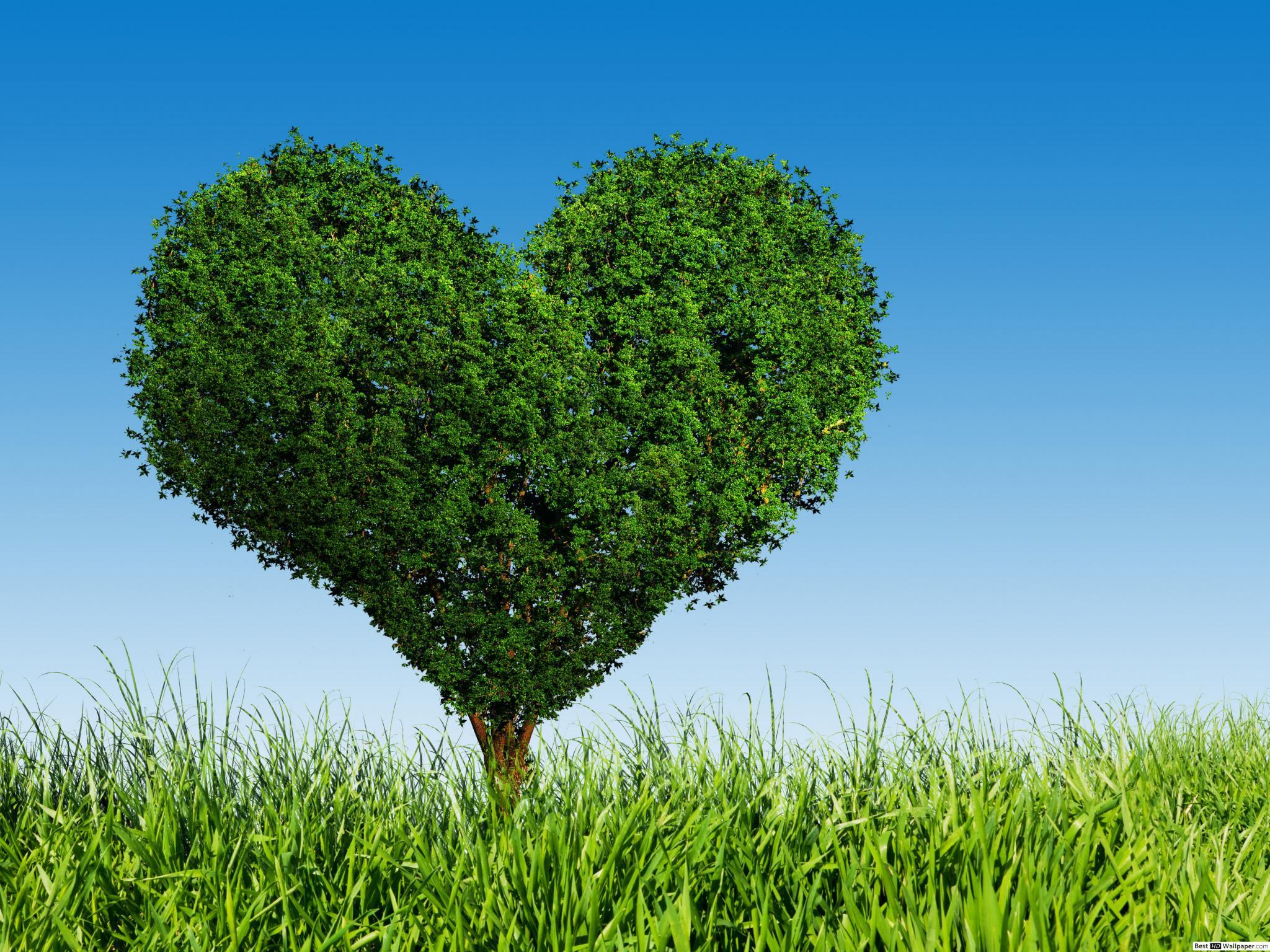 2048x1536 Valentine's day green heart tree landscape HD wallpaper download