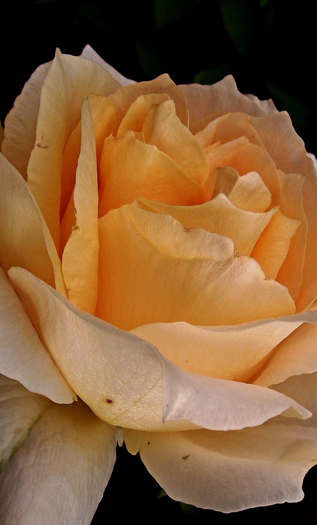 1280x2120 Download Light orange rose, close up, flower wallpaper, 1280x iPhone 6 Plus