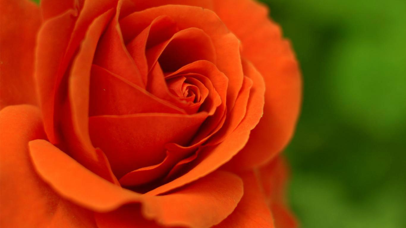 1366x768 Beautiful Orange Rose Flowers