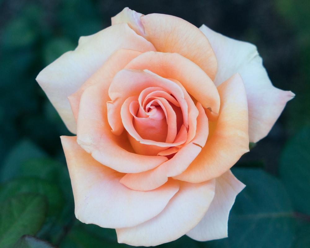 1000x800 Orange Rose Picture. Download Free Image
