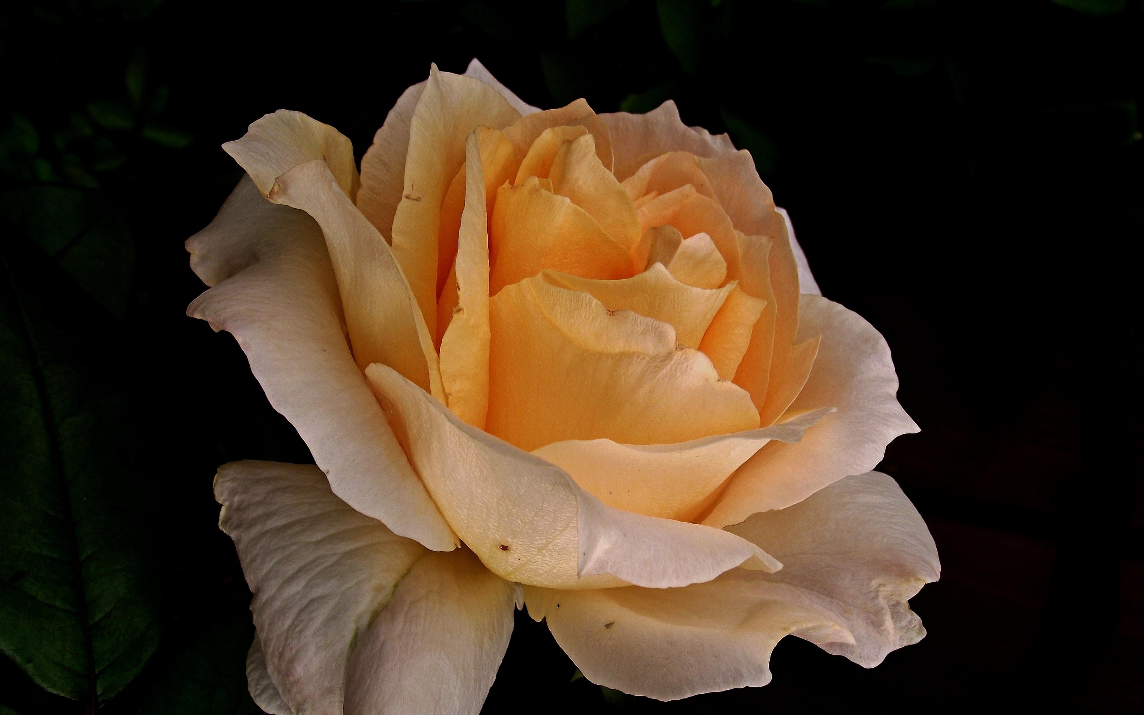 3840x2400 Download Light orange rose, close up, flower wallpaper, 3840x 4K Ultra HD 16: Widescreen