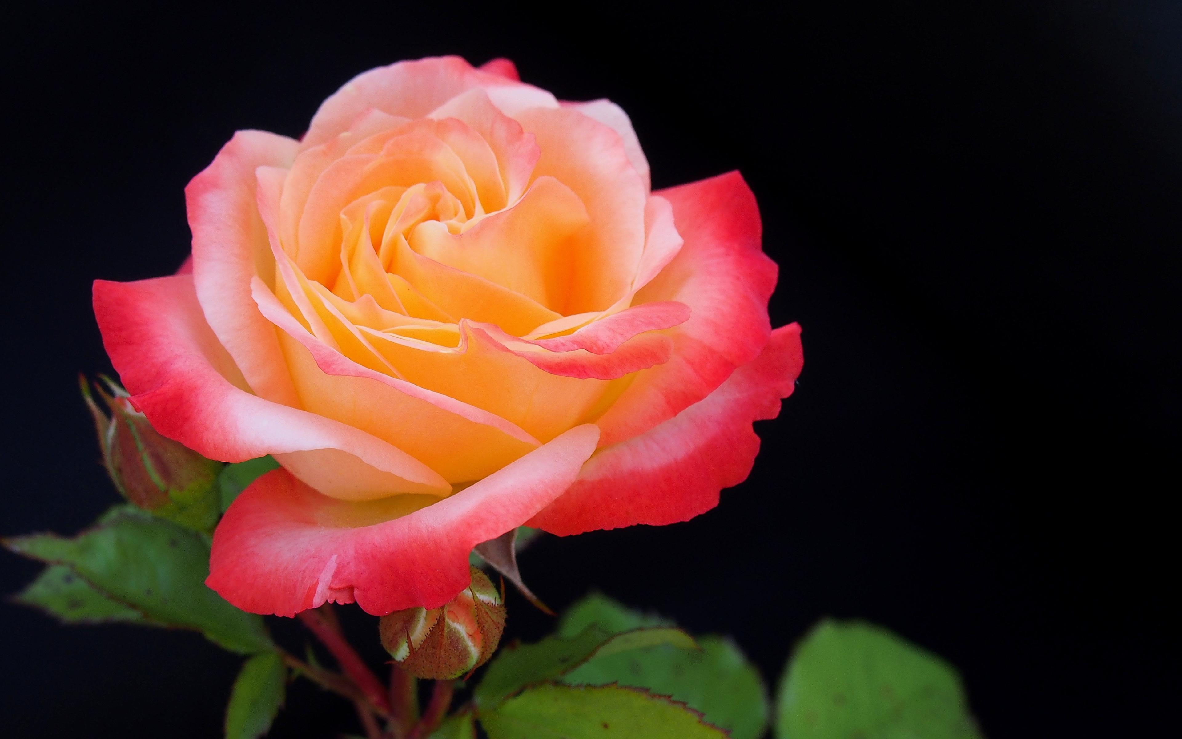 3840x2400 Desktop Wallpaper Rose Flower, Orange Red Flower, HD Image, Picture, Background, 30e1b1