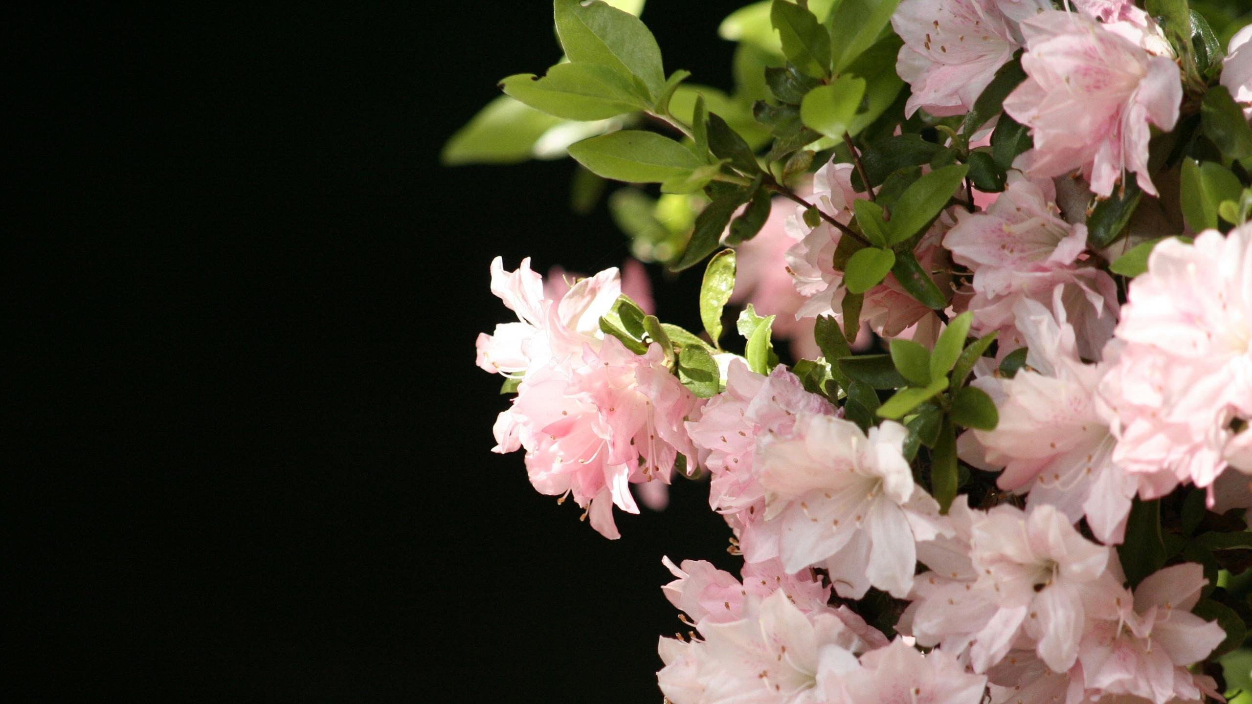 2560x1440 Spring Flowers desktop PC and Mac wallpaper