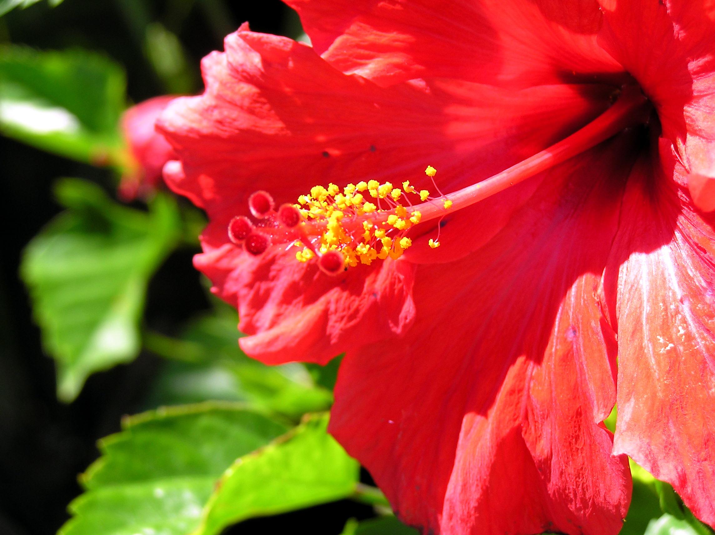 2288x1712 Red flower