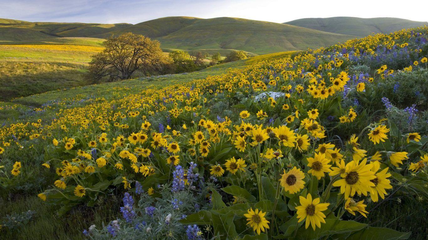 1366x768 Flowers: Sunflowers Grasslands Nature Usa Scenery Wallpaper HD