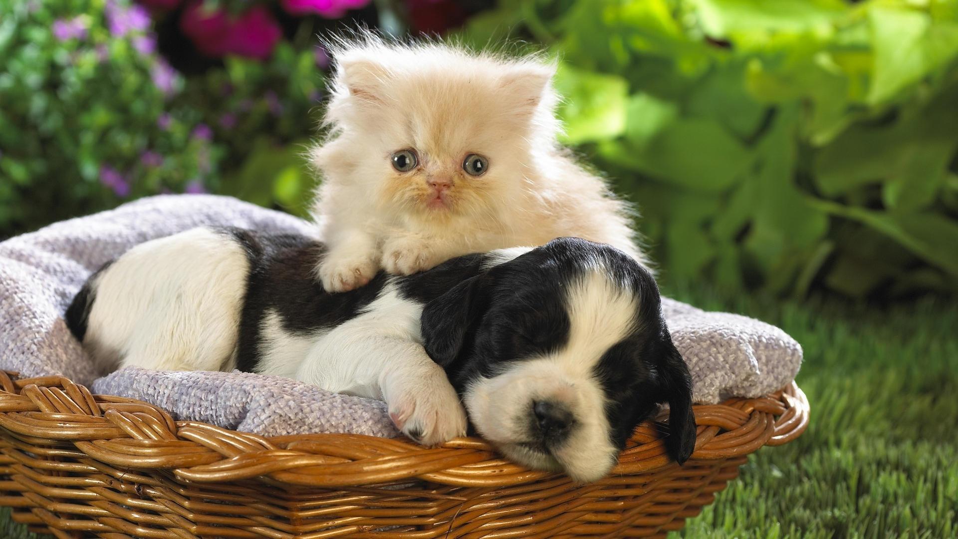 1920x1080 Kitten and Puppy Wallpaper