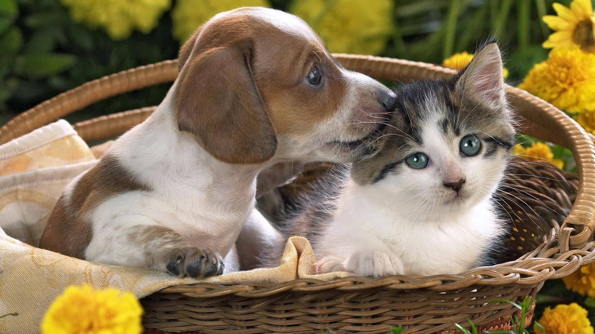 1920x1080 Kitten and Puppy Wallpaper