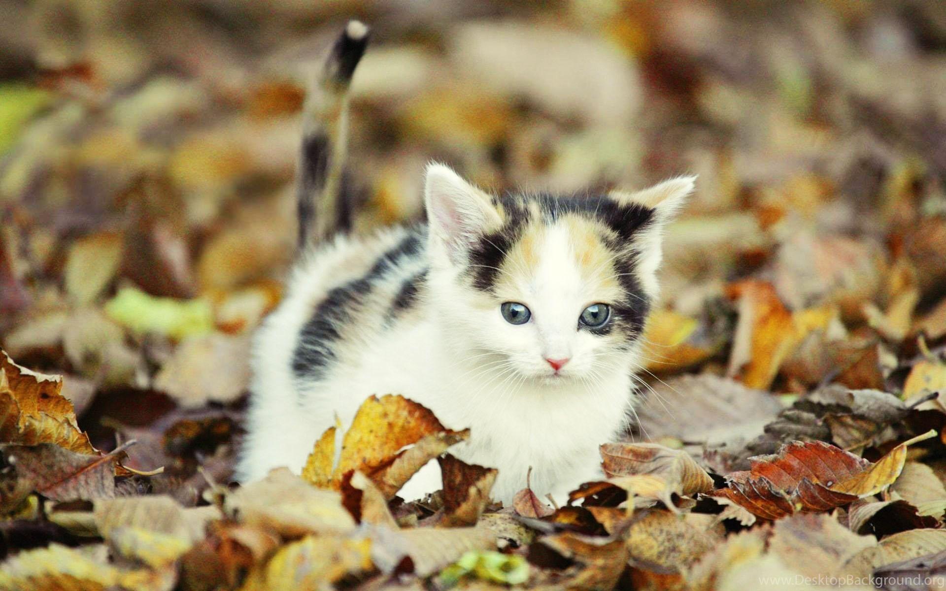 1920x1200 Kitten In Dry Leaves, Cat, Leaf, Foliage, Autumn, Fall, Animals. Desktop Background