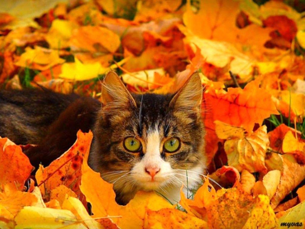 1024x768 Fall Cat Wallpaper