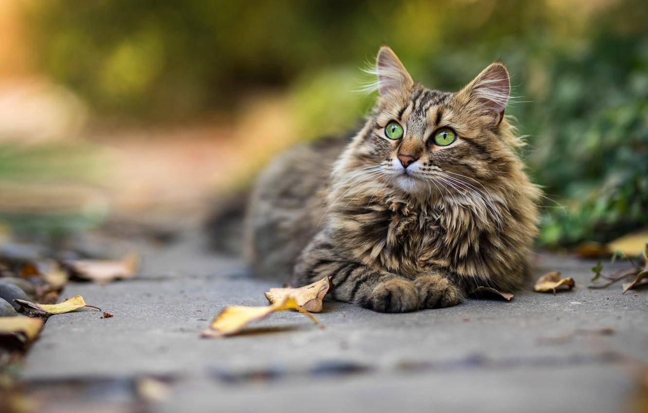 1332x850 Wallpaper autumn, cat, cat, look, face, leaves, vegetation, tile, fluffy, track, lies, falling leaves, green eyes, bokeh, blurred background image for desktop, section кошки