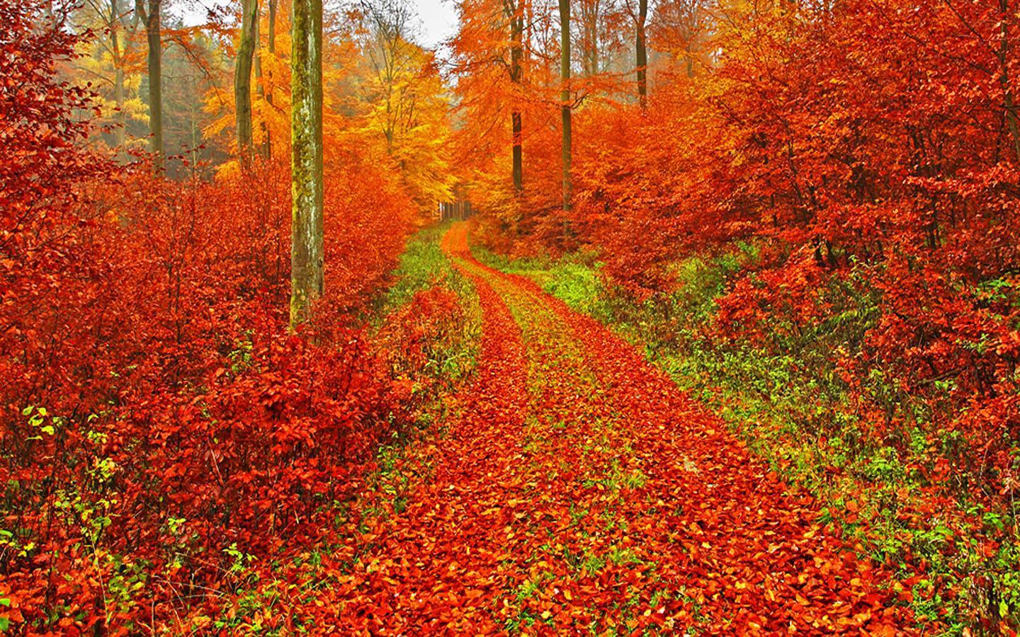 1440x900 Autumn Wallpaper for Android