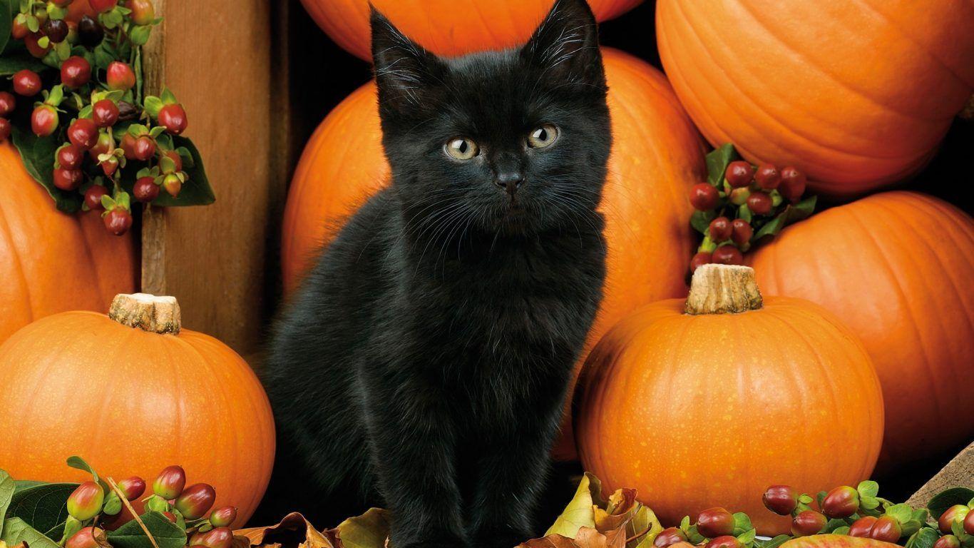 1366x768 Halloween Puppies And Kittens Wallpaper