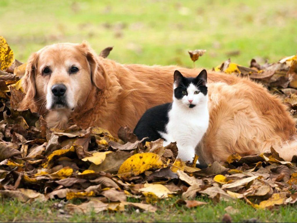 1024x768 Tips for Pet Wellness This Fall. City Way Animal Clinics