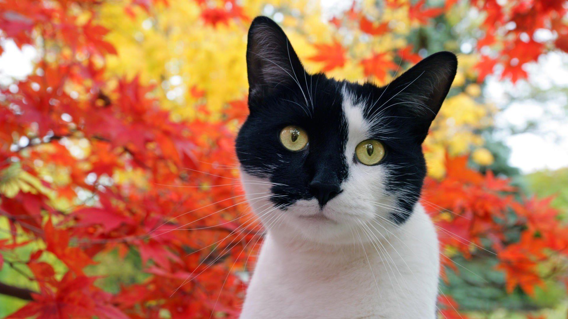 1920x1080 Autumn cats animals omar wallpaperx1080