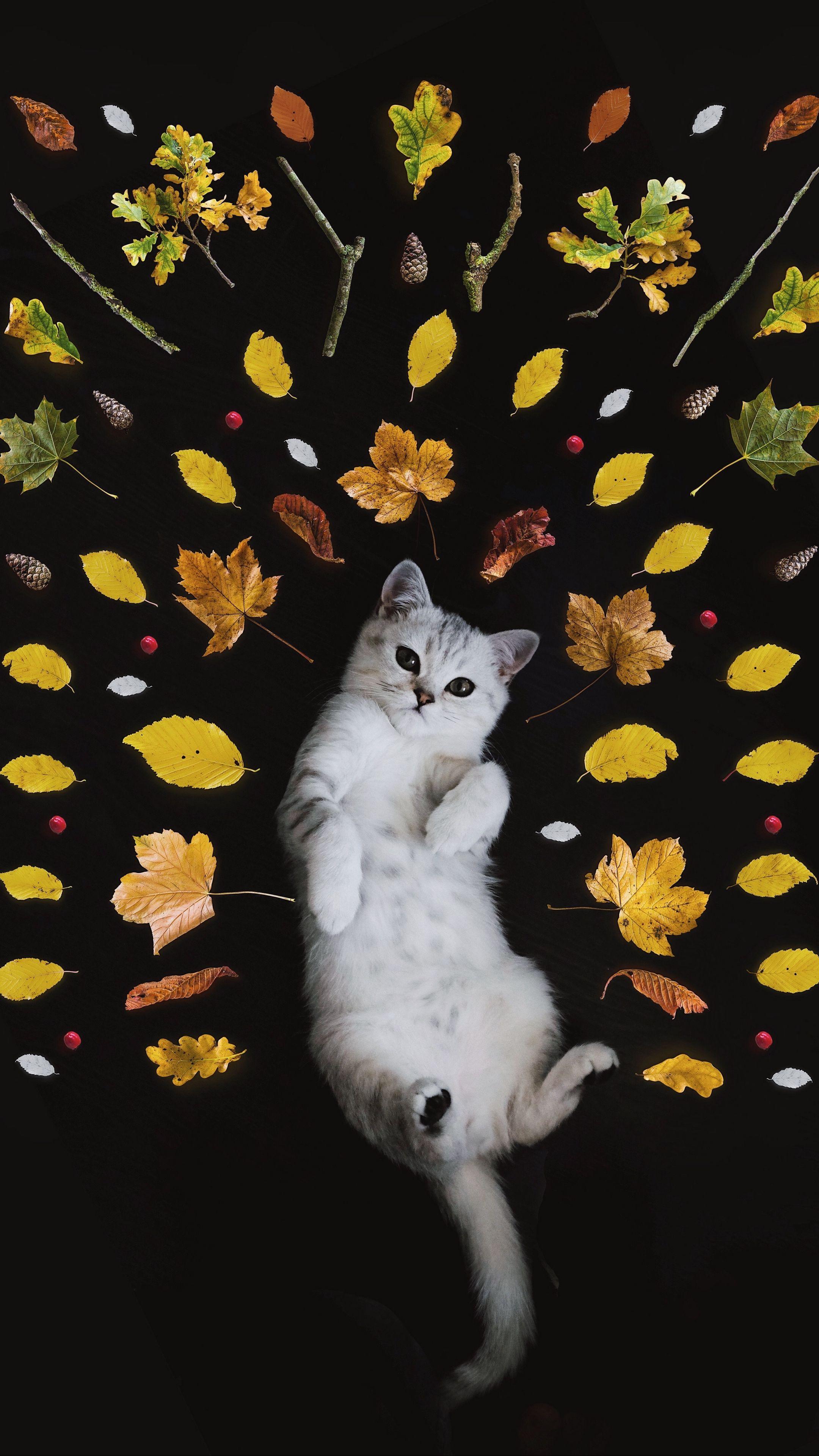 2160x3840 Animals #kitten #autumn #foliage #wallpaper HD 4k background for android :). Cute cat wallpaper, Silver tabby cat, Cat wallpaper