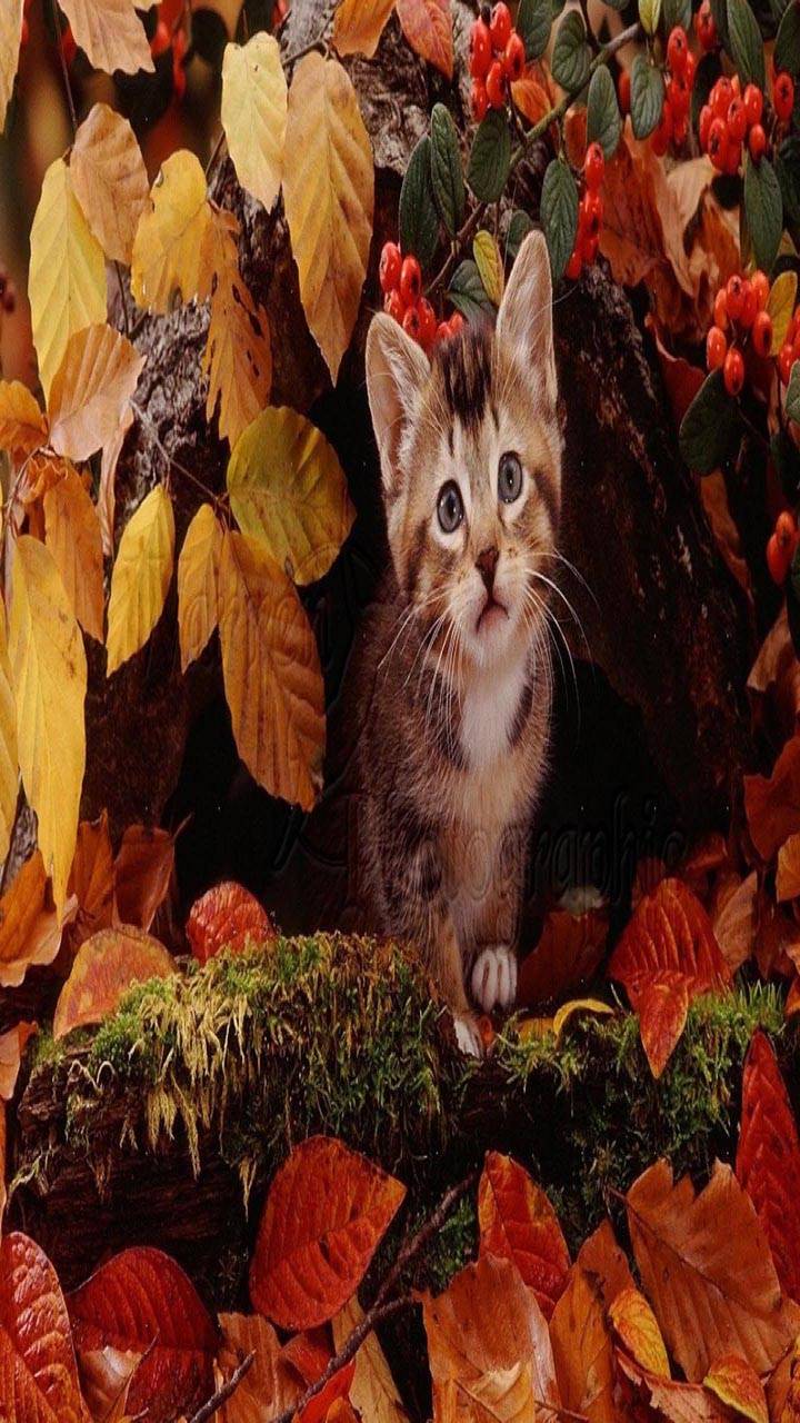 720x1280 Autumn Kitten Wallpaper