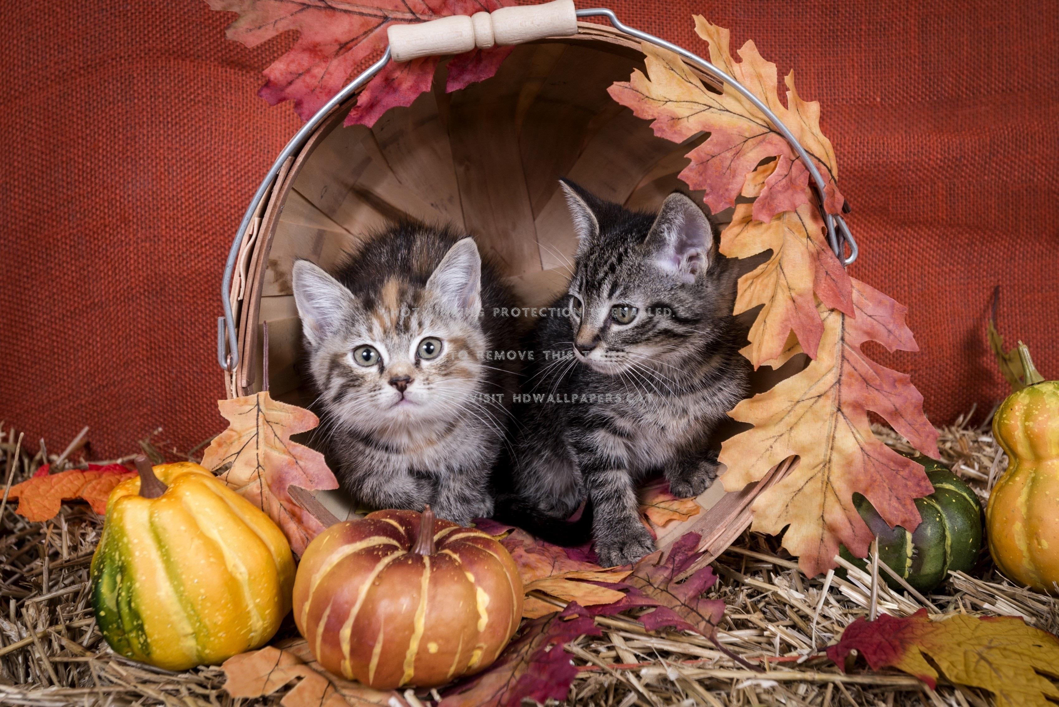 3400x2270 autumn and kittens cats animal animaals