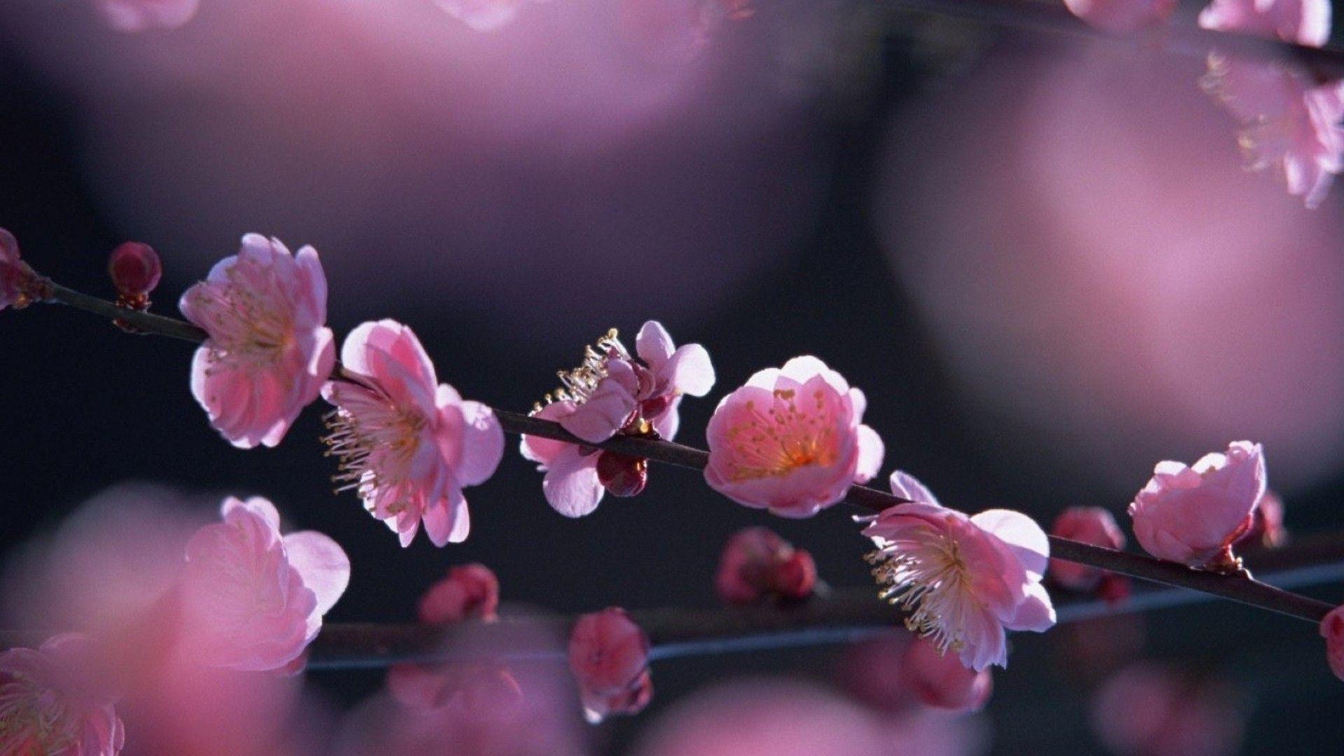 1920x1080 Sakura Flowers Wallpaper