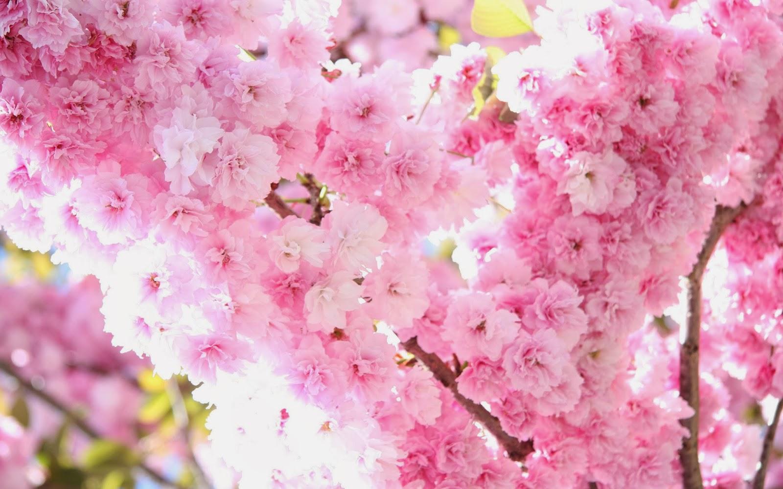 Sakura Flower HD Wallpapers - Top Free Sakura Flower HD Backgrounds ...