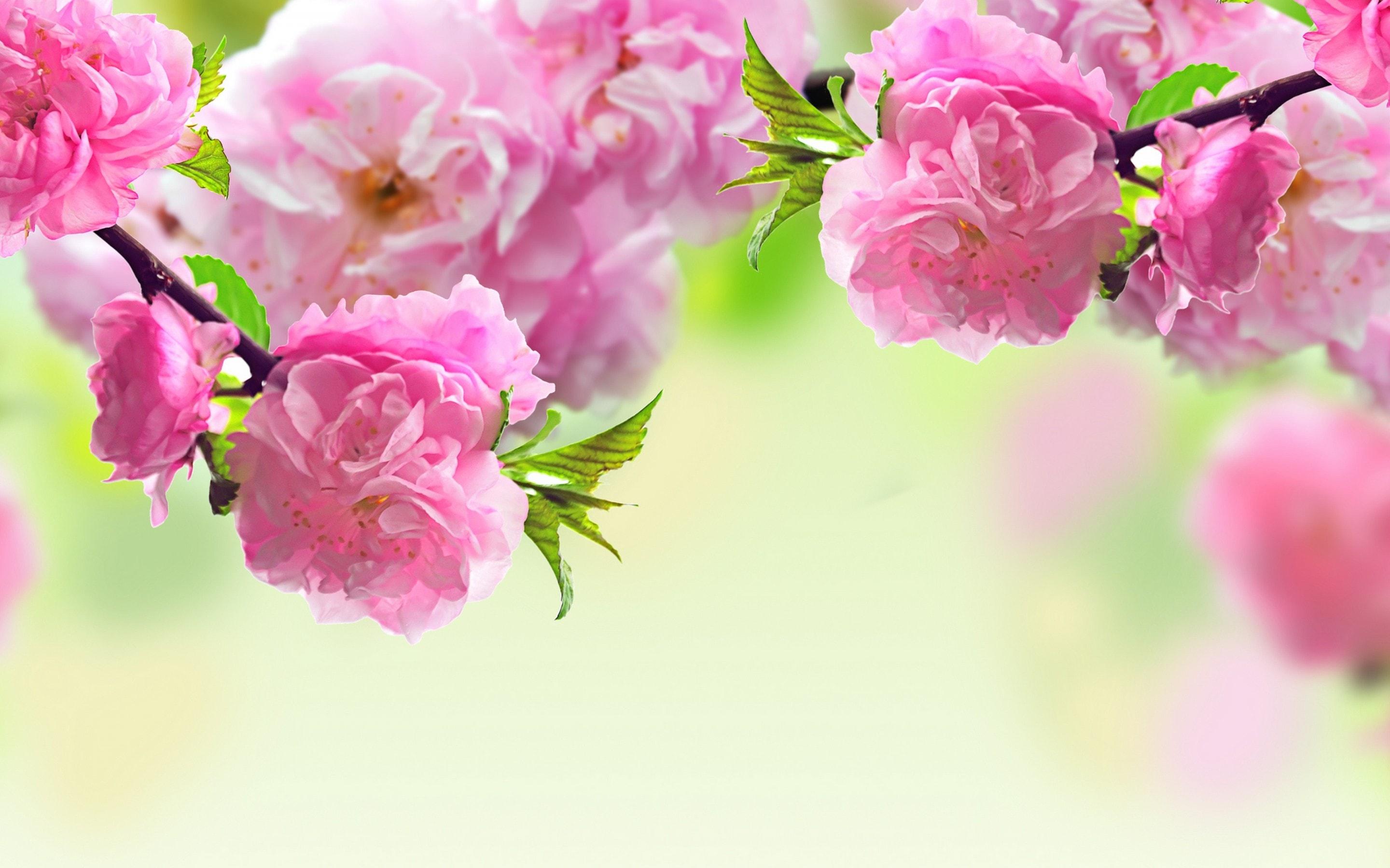 2880x1800 Sakura flower HD
