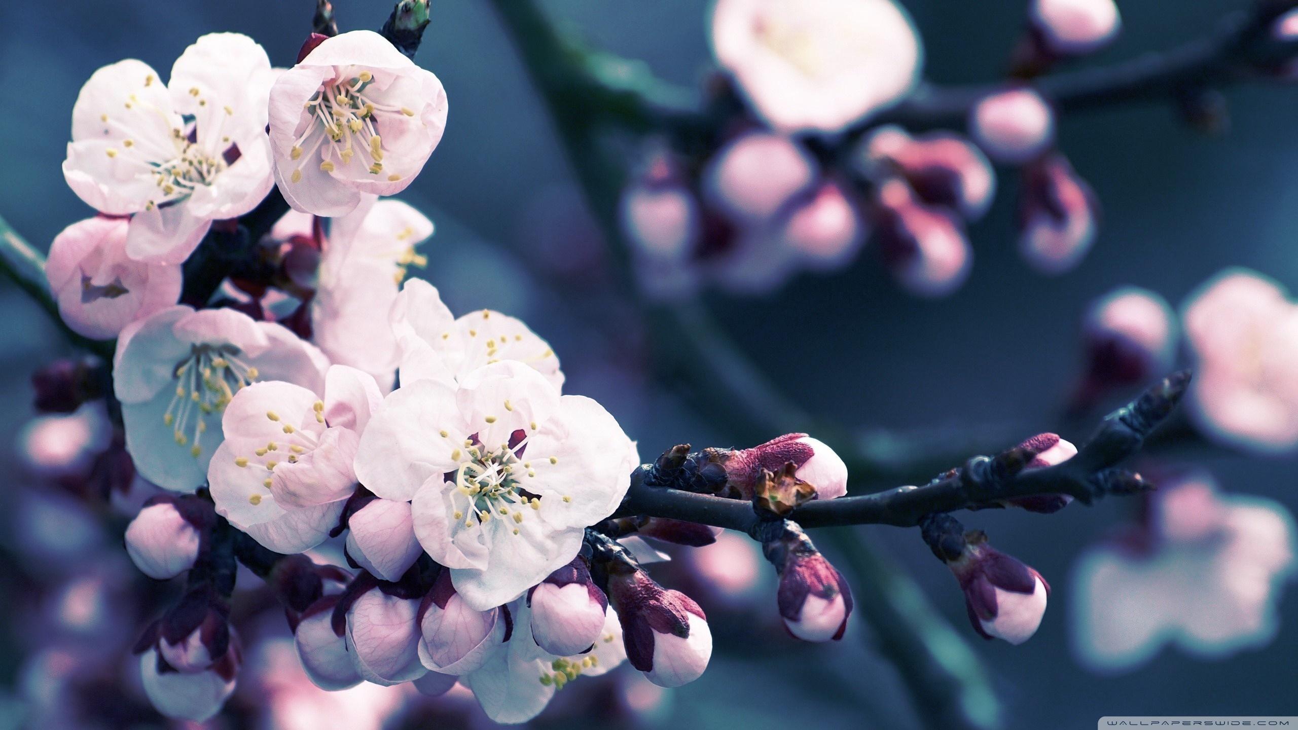 2560x1440 Cherry Blossom HD Wallpaper Background Cherry Blossom Flower