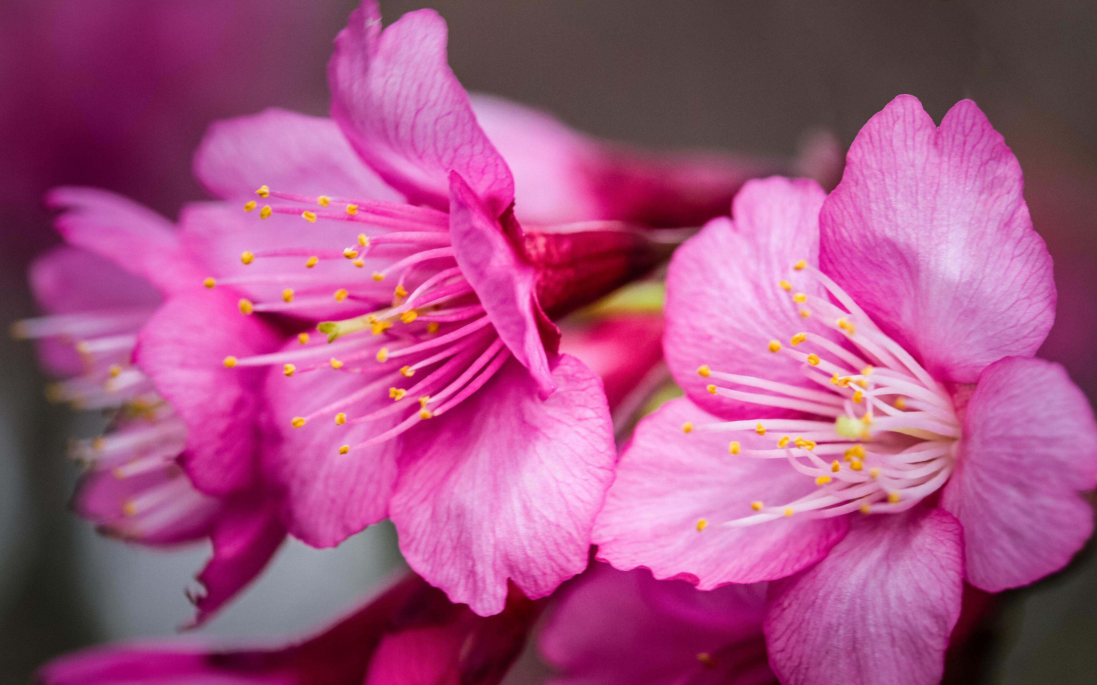 Flower p. Макроцветы Сакура. Мирабелла Пинк цветы. Сакура Пинк Перфекшн. Цвет Сакура Пинк.