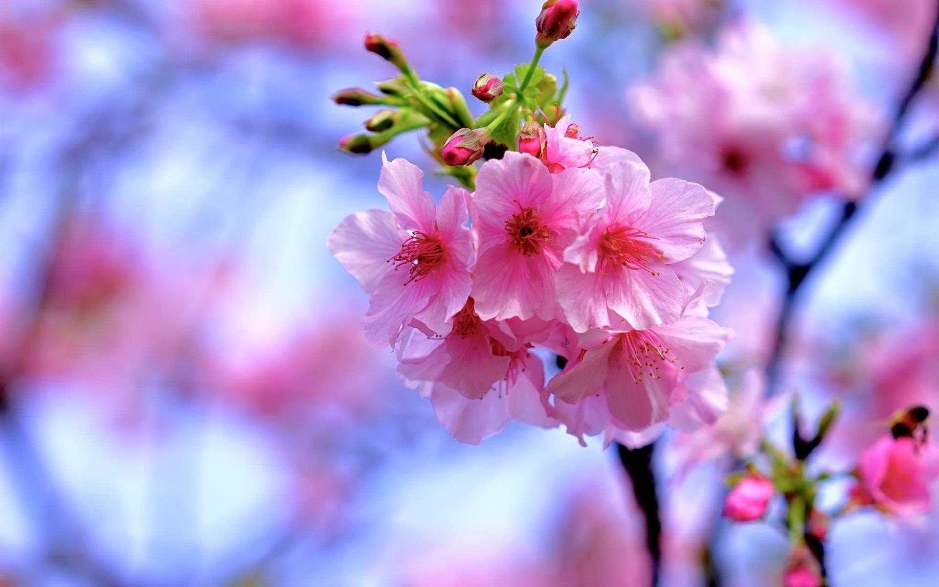 1920x1200 Wallpaper Beautiful pink sakura, flowers bloom, spring 1920x1200 HD Picture, Image