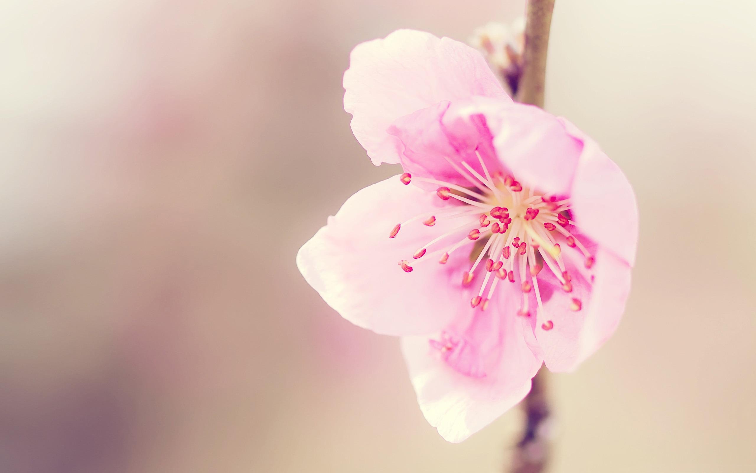 2560x1600 Pink Cherry Blossom