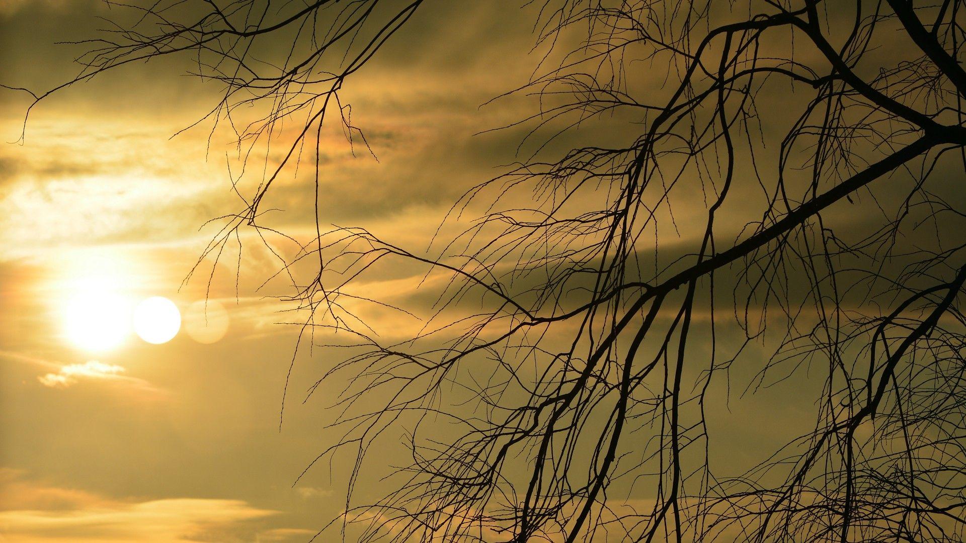 1920x1080 Wallpaper.wiki Sunsets Evening Cloud Sky Tree Sun Phone Wallpaper