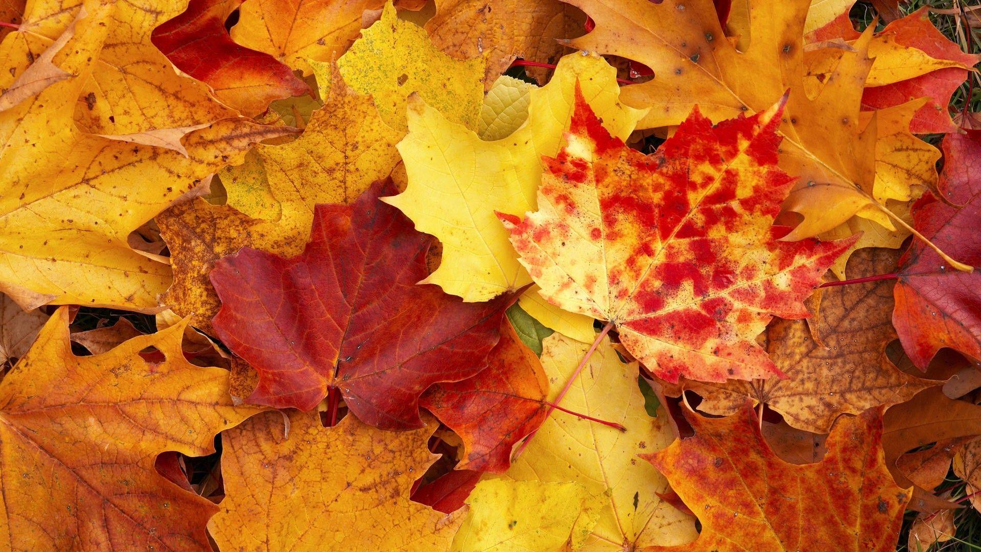 1920x1080 Fall Wallpaper