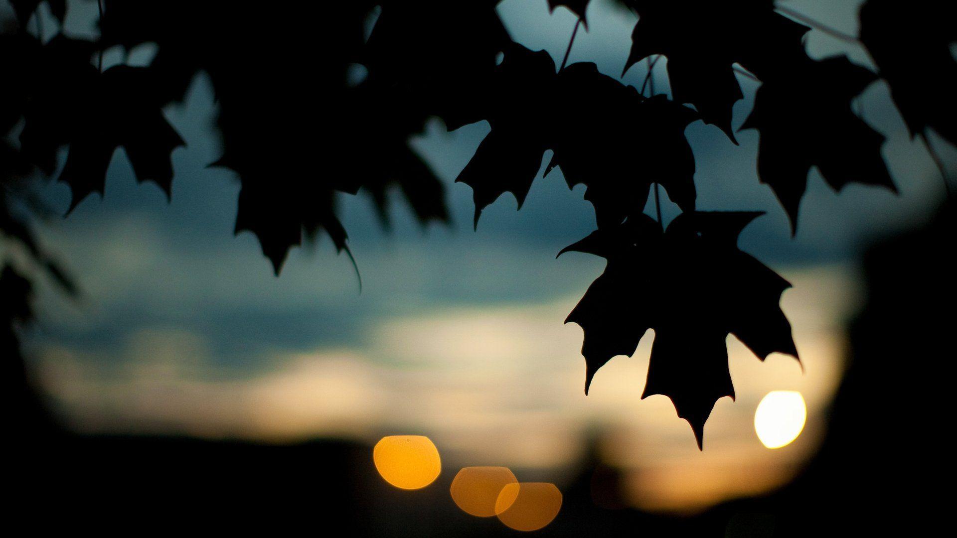 1920x1080 bokeh, plants, amazing, mobile wallpaper, leaf, silhouette, maple
