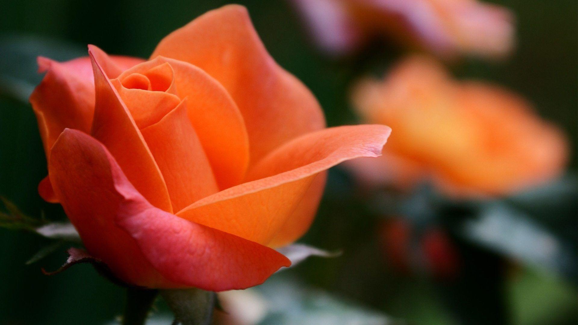 1920x1080 3D & Abstract Spectacualr Flower wallpaper Desktop, Phone, Tablet