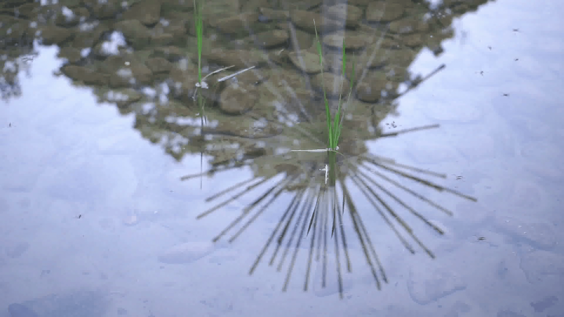 1920x1080 Polarizing filter effect. Object reflection on water Stock Video