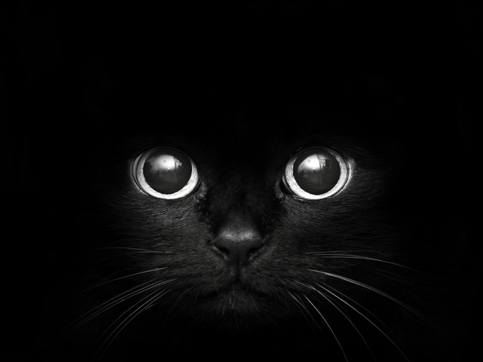1600x1200 Free download Black Cat Wallpaper HD Wallpaper Background of Your Choice [1600x1200] for your Desktop, Mobile & Tablet. Explore Black Cat Wallpaper. Black Kitten Wallpaper, Kitten Wallpaper for Desktop