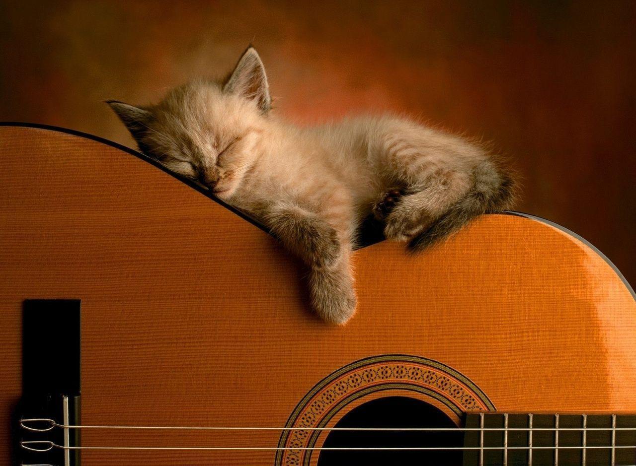 1280x939 Cat Background For Computer