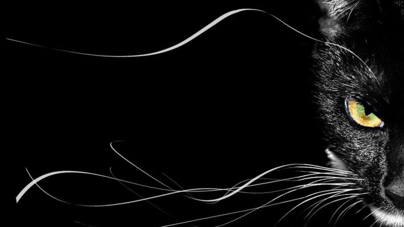 1366x768 Black And White Wallpaper Cat