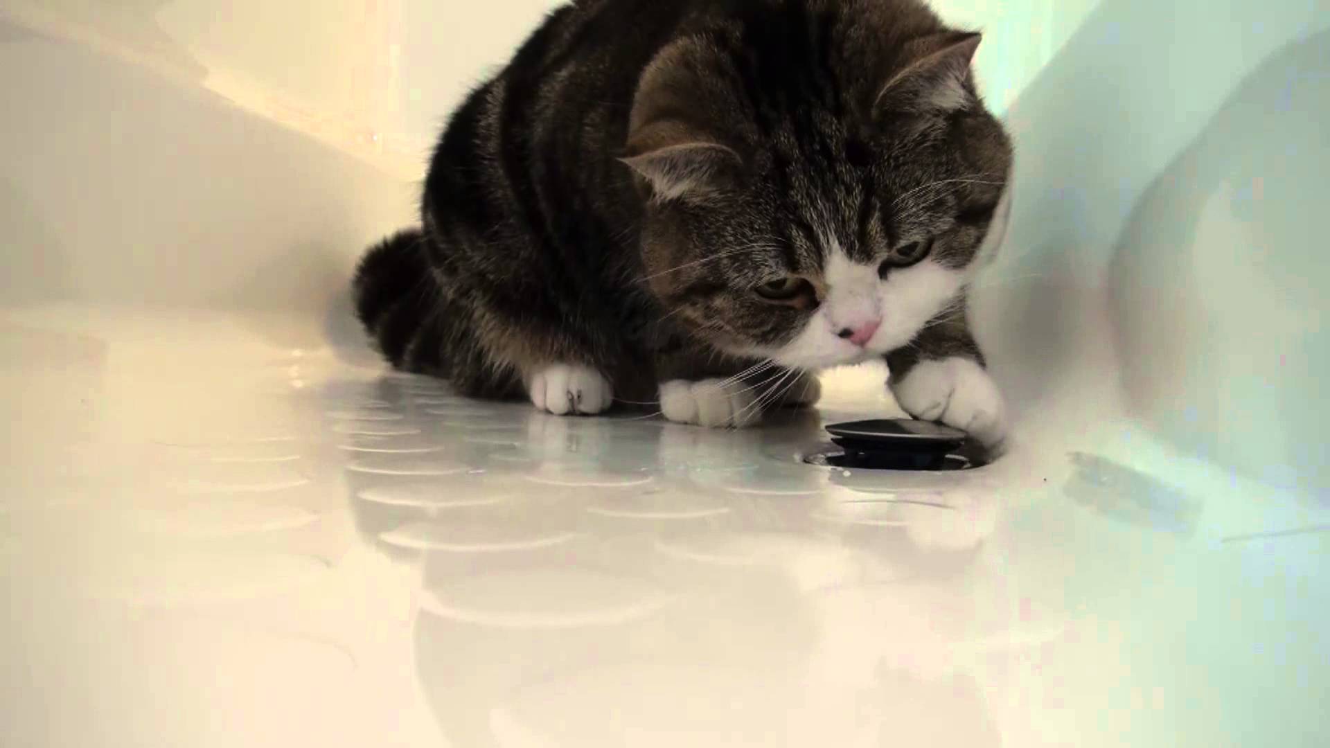 1920x1080 Maru Wallpaper