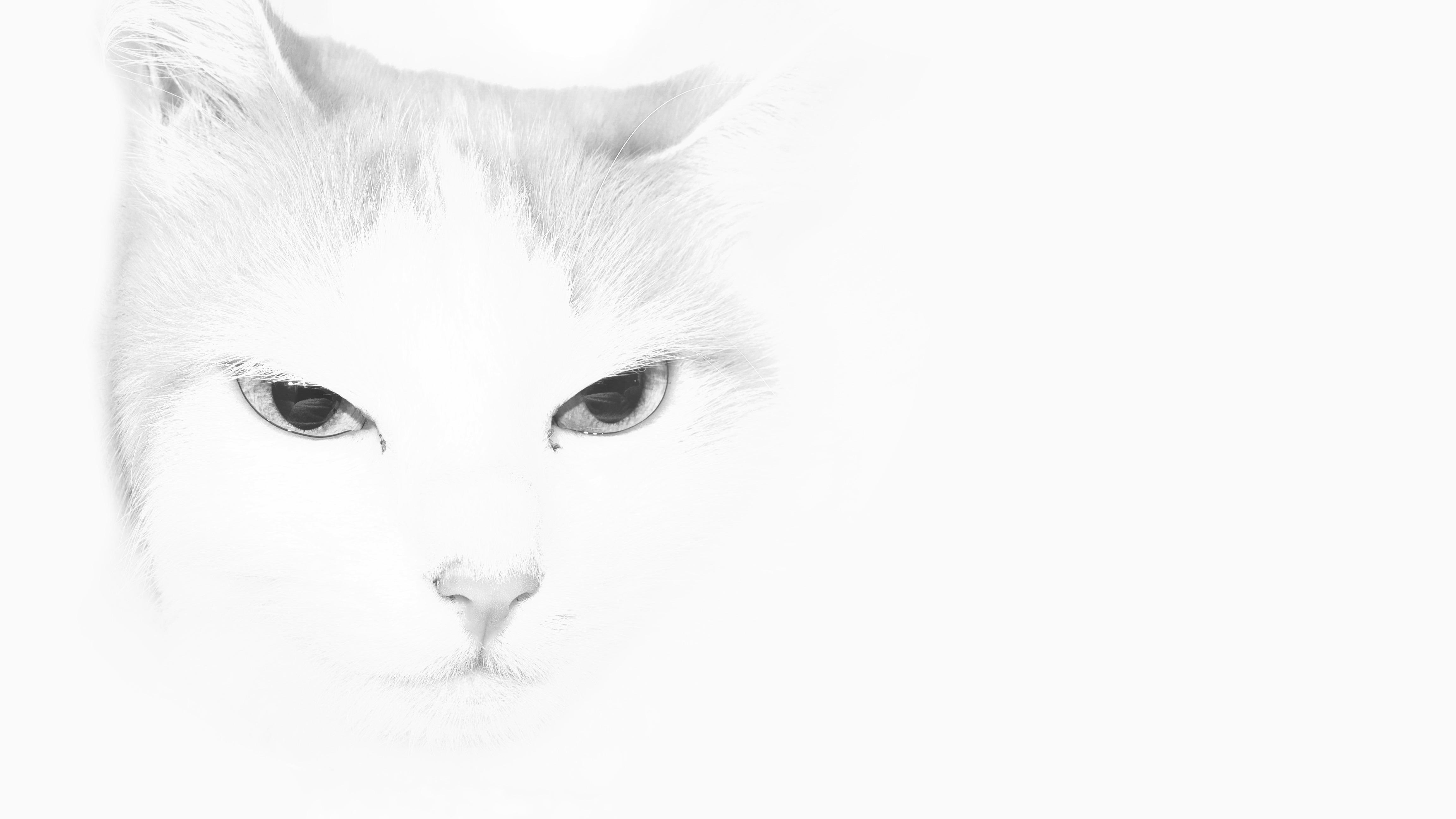 4608x2592 cat HD wallpaper, background