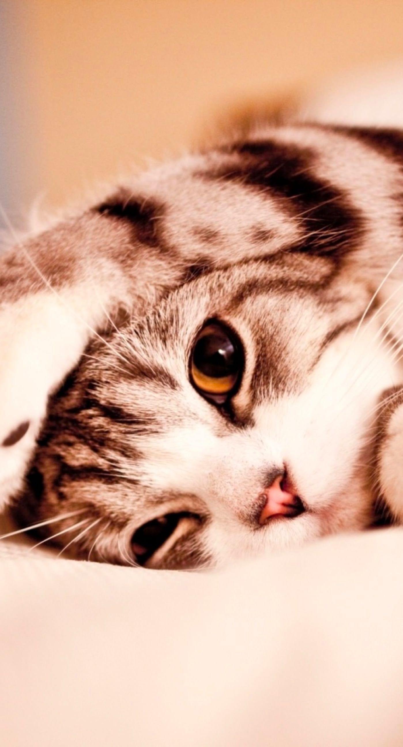 1398x2592 iPhone Wallpaper Cat