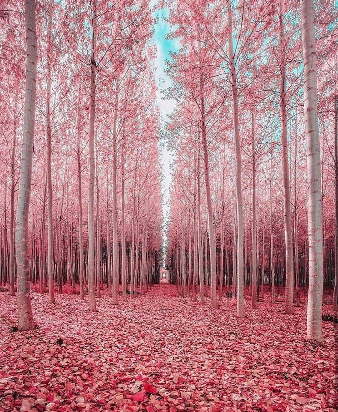 1079x1313 Wallpaper. Pink forest, Instagram, Enchanted pink