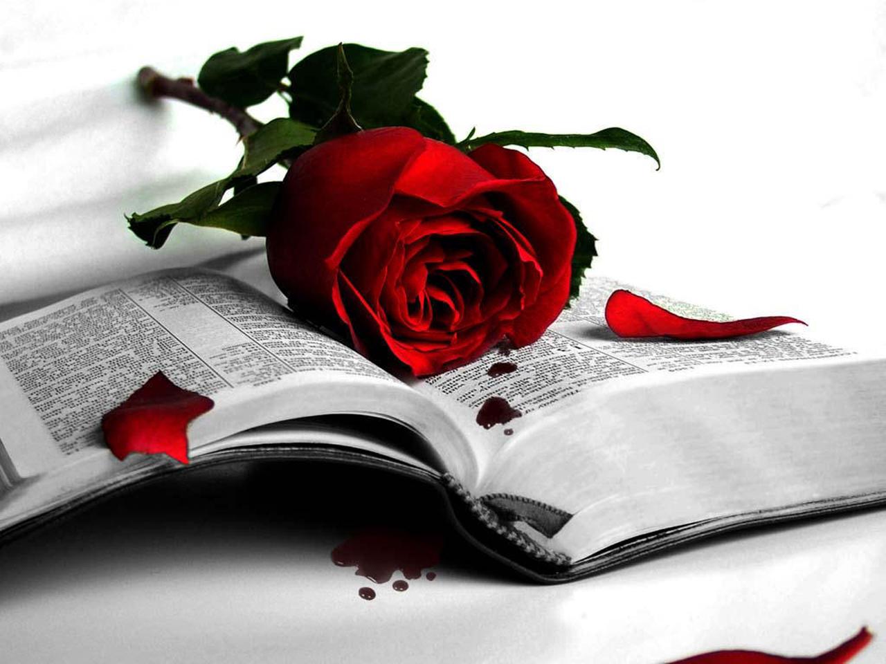 1280x960 Beautiful Red Rose Wallpaper