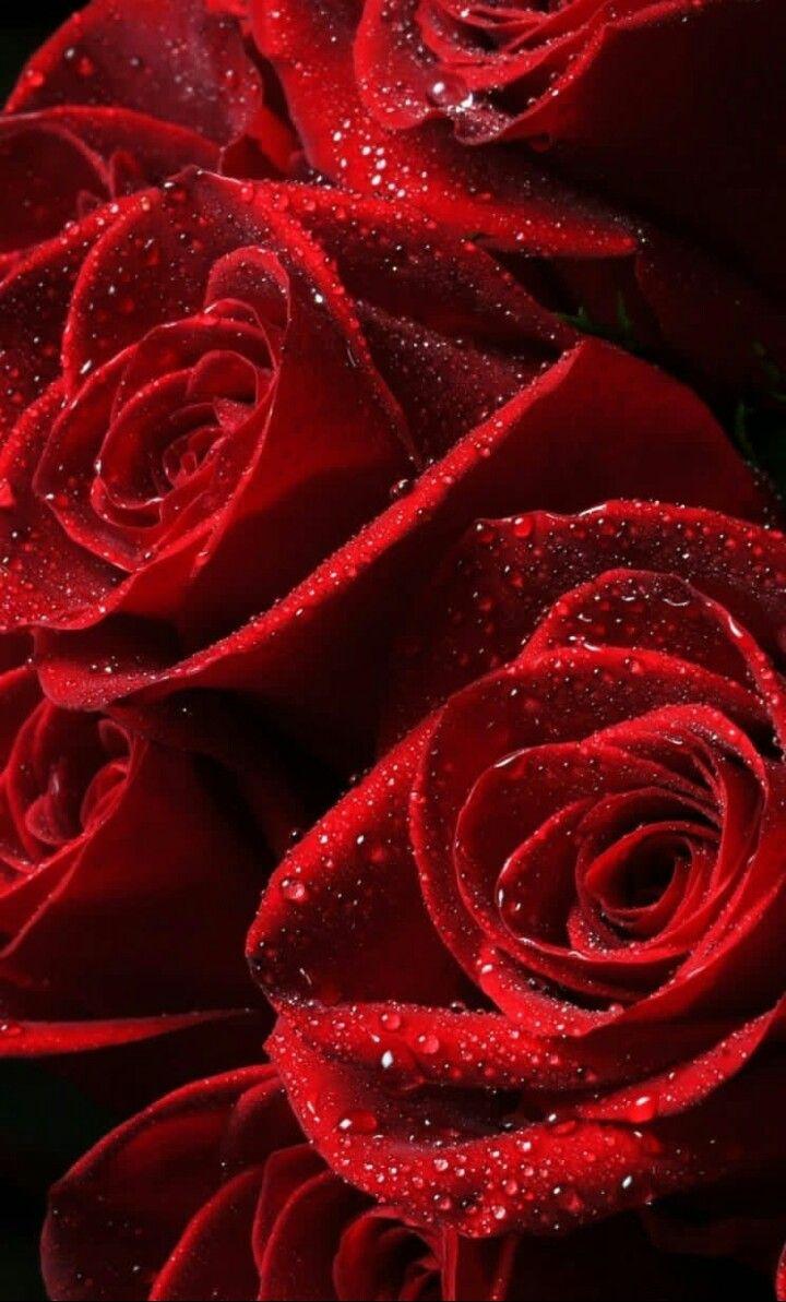 720x1193 Red Roses