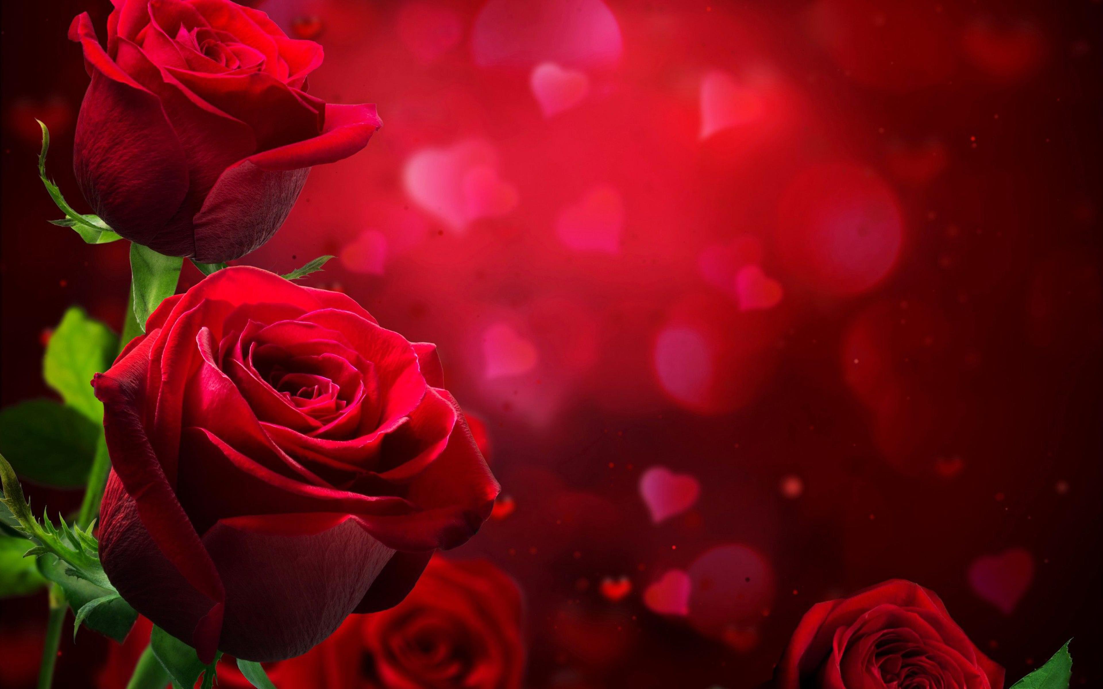 3840x2400 2560x Beautiful Roses Wallpaper Photo Pics Image Rose Background HD