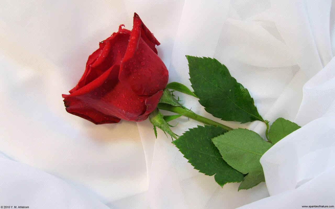 Beautiful Red Rose Wallpapers Top Free Beautiful Red Rose Backgrounds