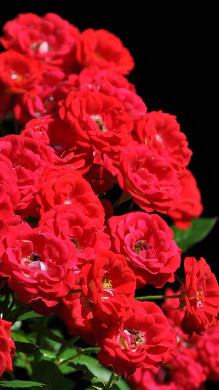 720x1280 [ HQ ] Red Rose Wallpaper, Image [ Best Collection ] Quotes