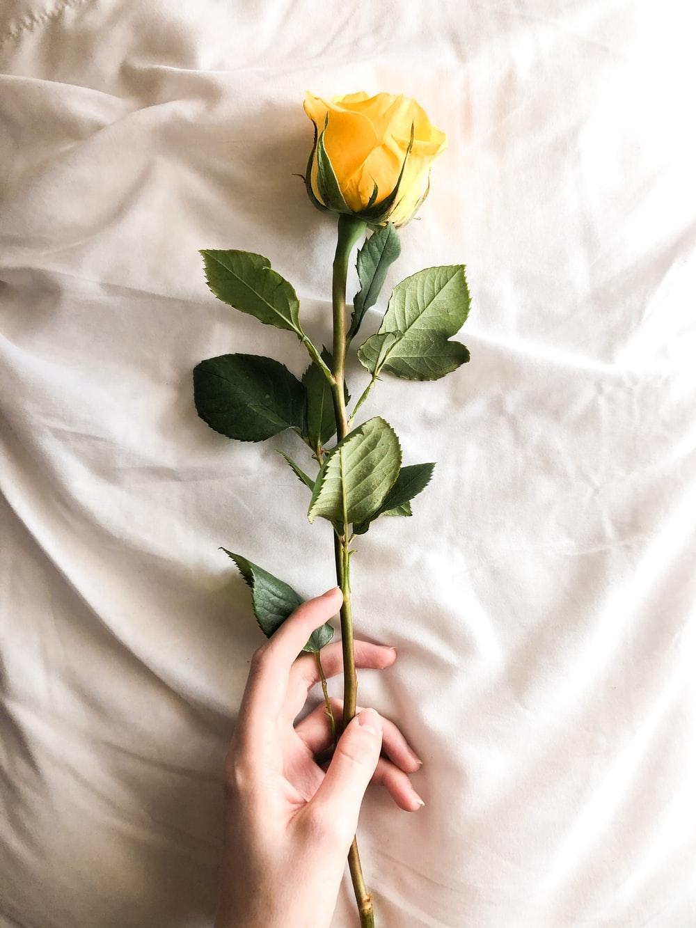 1000x1333 Yellow Rose Picture [HD]. Download Free Image