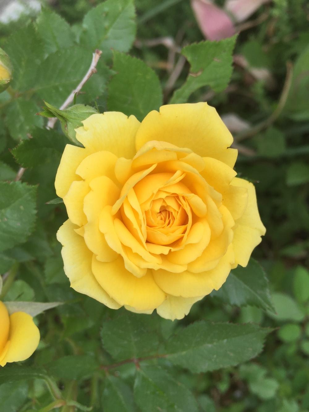 1000x1333 Yellow Rose Picture [HD]. Download Free Image